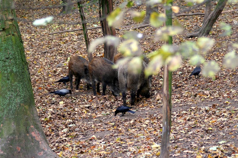 Killikus&reg; Fotographie